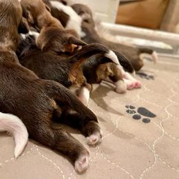 Havanese Puppies from Havareese Havanese