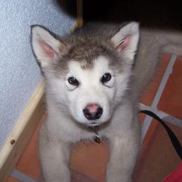 Alaskan Malamute Puppies from Ghost Dance Alaskan Malamutes