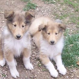 Collie Puppies from Thorndale Collies