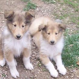Collie Puppies from Thorndale Collies