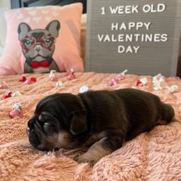 French Bulldog Puppies from Cali Girl Frenchies
