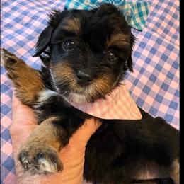 Patter - Phantom female Maltipoo puppy in Springtown, Texas from Bluebonnett Maltipoos and Cavapoos