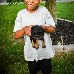 Rottweiler Puppies from Von Schwarze Karte Rottweilers