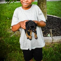 Rottweiler Puppies from Von Schwarze Karte Rottweilers