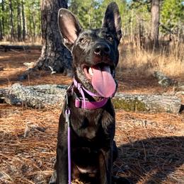 Luzon - Black brindle female Dutch Shepherd puppy in Fayetteville, North Carolina from Iron Sight K9s