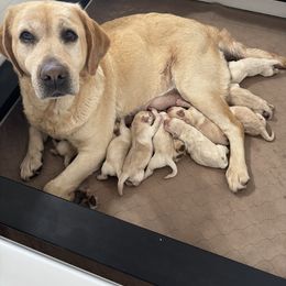 Green Collar - Yellow male Labrador Retriever puppy in Somerset, California from Cantina Labs and Cavs