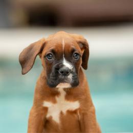 Pink - Fawn female Boxer puppy in Georgia from Stephanie’s Boxers