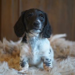 Dachshund Puppies from Dachshund Den