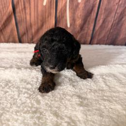 Rocket - Phantom male Goldendoodle puppy in Luana, Iowa from Country View Bernedoodles and Goldendoodles