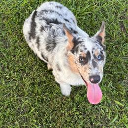 Ash - American Corgi