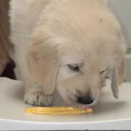 Girl 2 - Light golden female Golden Retriever puppy in Milton, Florida from Katherine's Golden Retrievers and Gordon Setters.