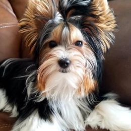Biewer Terriers from Port Royal Biewer Terriers