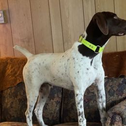German Shorthaired Pointers from Fur and Feather Kennels