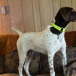 German Shorthaired Pointers from Fur and Feather Kennels
