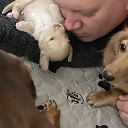 Dachshund Puppies from Saginaw Dachshunds