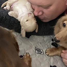 Dachshund Puppies from Saginaw Dachshunds