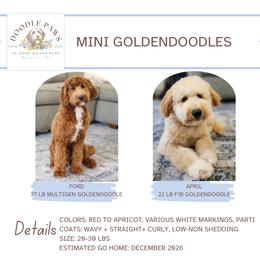 Goldendoodle puppies from Doodle Paws Pups