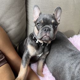 Boy 2 - Blue French Bulldog puppy in Highland, Utah from Prestige French Bulldogs