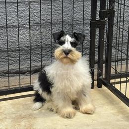 Duke - Parti male Miniature Schnauzer puppy in Plaucheville, Louisiana from Honey Doux Southern Paws