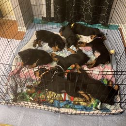 Rottweiler Puppies from BNB Rotts