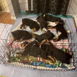 Rottweiler Puppies from BNB Rotts