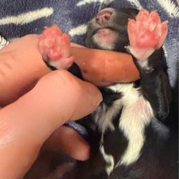 Al - Black male Miniature Schnauzer puppy in Ravensdale, Washington from Serenity Schnauzers