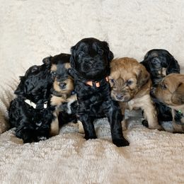 Aussiedoodle Puppies from North Idaho Miniature Aussiedoodles