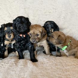 Aussiedoodle Puppies from North Idaho Miniature Aussiedoodles