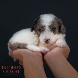Buddy - Tri-color male Labradoodle puppy in Travelers Rest, South Carolina from Doodles of Love Labradoodles