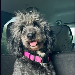 Andera - Black and white female Aussiedoodle puppy in Brooklyn, New York from Lyon and Luna Goldendoodles Bernedoodles