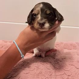 Graham Green - Piebald male Dachshund puppy in Stockton, California from Dairy Creek Dachshunds