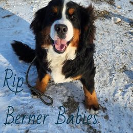 Rip - Bernese Mountain Dog