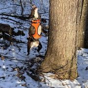 Bella - Mountain Cur