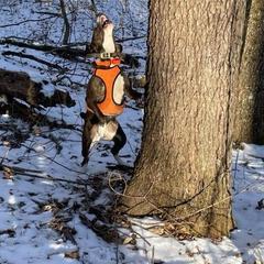 Bella - Mountain Cur