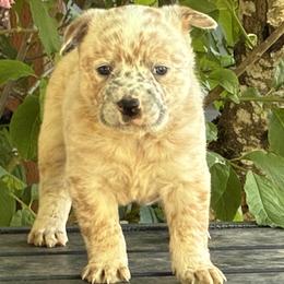 L64-01 - Red mottled male Australian Cattle Dog puppy in Sheridan, Oregon from 6pk Cattledogs