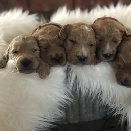 Bernedoodle and Goldendoodle Puppies from Heartfelt GoldenDoodles