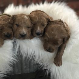 Bernedoodle and Goldendoodle Puppies from Heartfelt GoldenDoodles