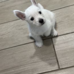 West Highland White Terrier Puppies from De Leon Westies