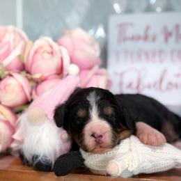 Robin - Tri-color female Bernedoodle puppy in Kilgore, Texas from Furry Tail Doodles
