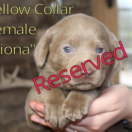 Labrador Retriever Puppies from Silver Dollar Labs