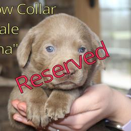 Labrador Retriever Puppies from Silver Dollar Labs