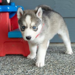 Knuckles - Gray and white male Siberian Husky puppy in Mc Cleary, Washington from Chelsea's Huskies