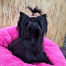 Isla - Yorkshire Terrier