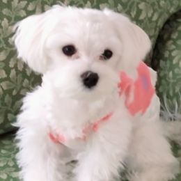 Maltese from Julianne's Maltese