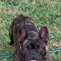 French Bulldog All Grown Up from Meraki Bulldogs