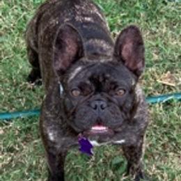 French Bulldog All Grown Up from Meraki Bulldogs