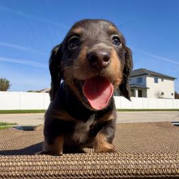 Kiara - AKC - Blue and tan female Dachshund puppy in Omaha, Nebraska from Colorful Dachshunds