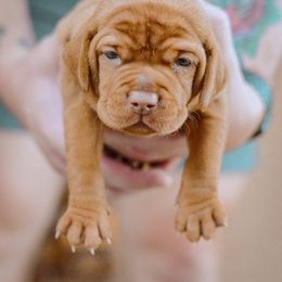 Boy 1 - Rust golden male Vizsla puppy in Burleson, Texas from Ana Lane Vizslas