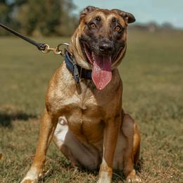 Pacha - Belgian Malinois