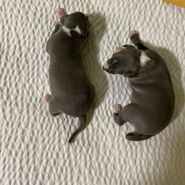 Italian Greyhound Puppies from Shengli IGs